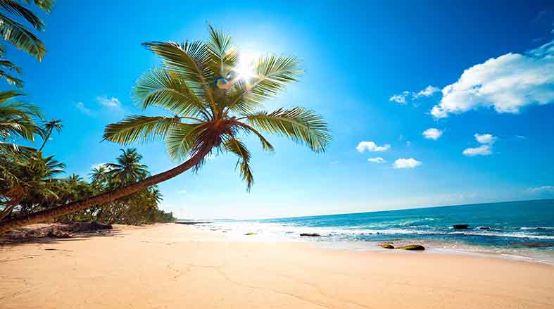 Canvas or Paper Print of palm tree on beach No.1