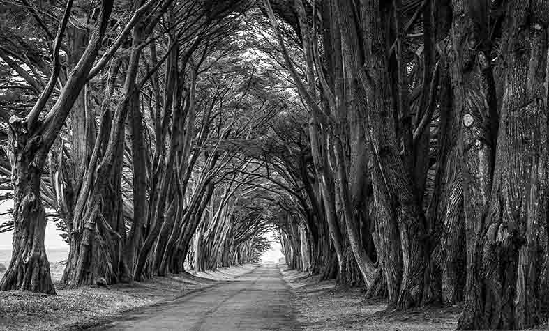 Canvas or Paper Print of Tree Path No.2