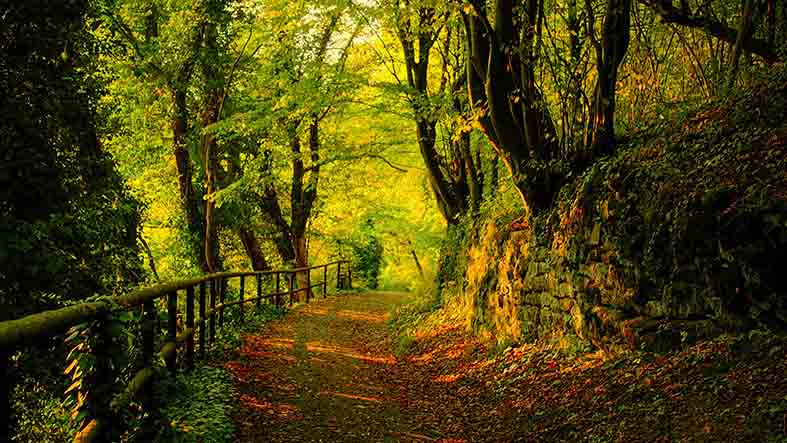 Canvas or Paper Print of Tree Path No.3