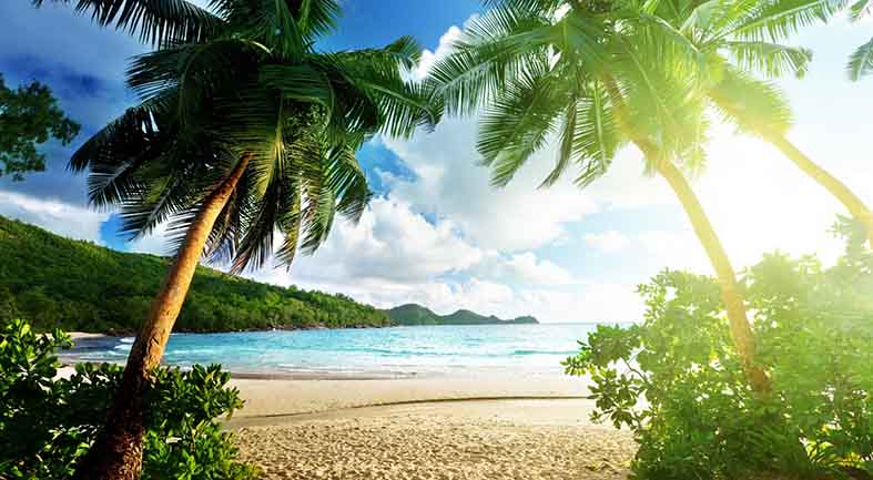 Canvas or Paper Print of palm tree on beach No.2
