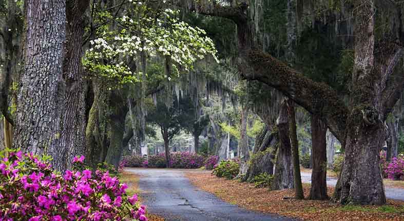 Canvas or Paper Print of Spring Pathway No.3