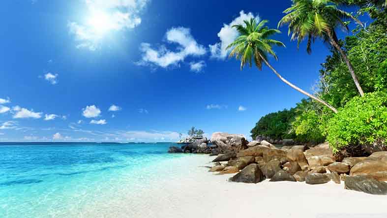Canvas or Paper Print of palm tree on beach No.3