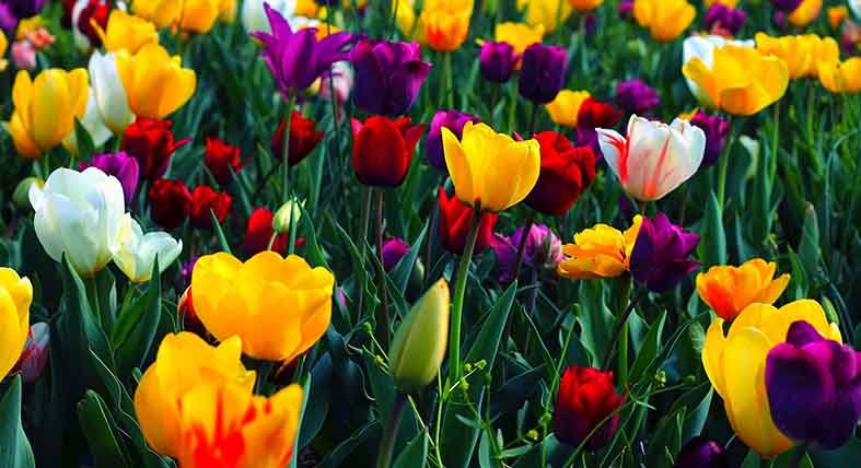 Canvas or Paper Print of Tulip Mixed
