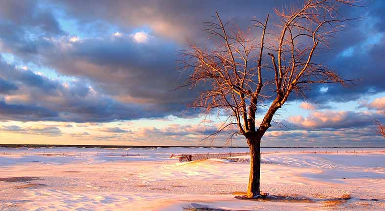 Canvas or Paper Print of Tree On The Beach