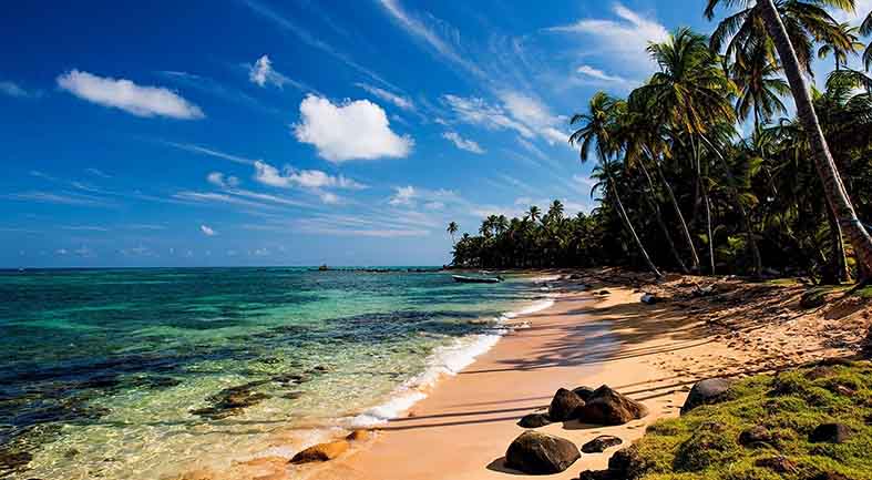 Paper Print of palm tree on beach No.6