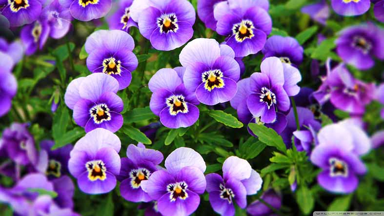 Canvas or Paper Print of Violet