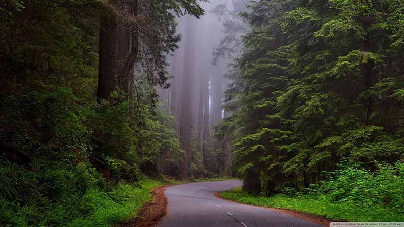 Canvas or Paper Print of Tree Path No.4