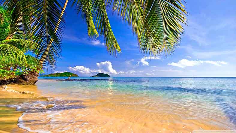 Paper Print of palm tree on beach No.7