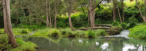 Canvas or Paper Print of Tallebudgera Creek