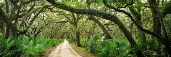 Canvas or Paper Print of Road Covered Trees
