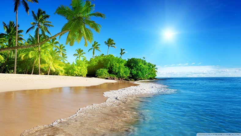 Paper Print of palm tree on beach No.9