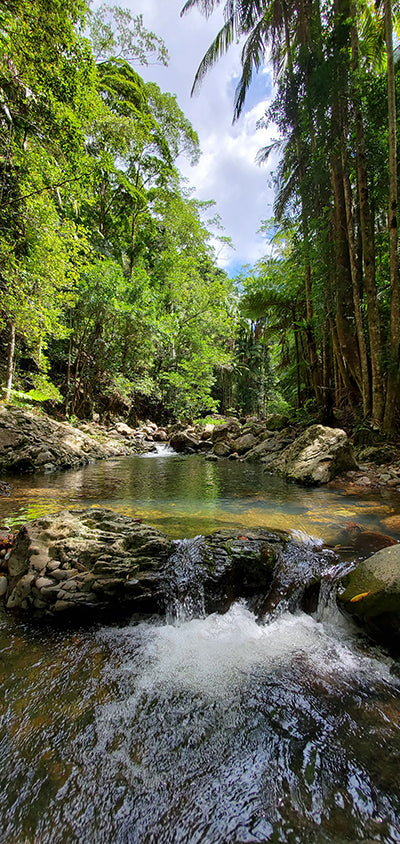 Canvas or Paper Print of Vertical Tallebudgera with River No.1