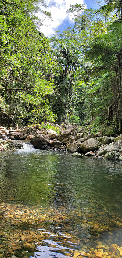 Canvas or Paper Print of Vertical Tallebudgera with River No.2