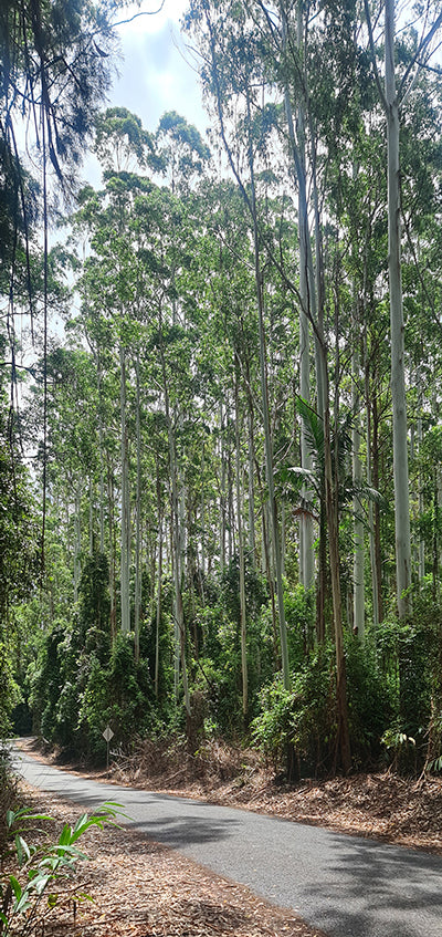Canvas or Paper Print of D'Aguilar National Park
