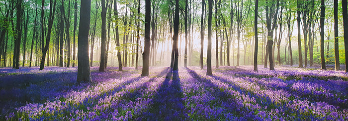 Canvas or Paper Print of Enchanted Forest No.2