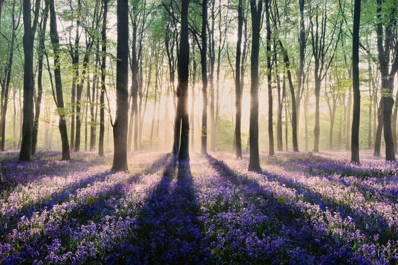 Canvas or Paper Print of Enchanted Forest No.1