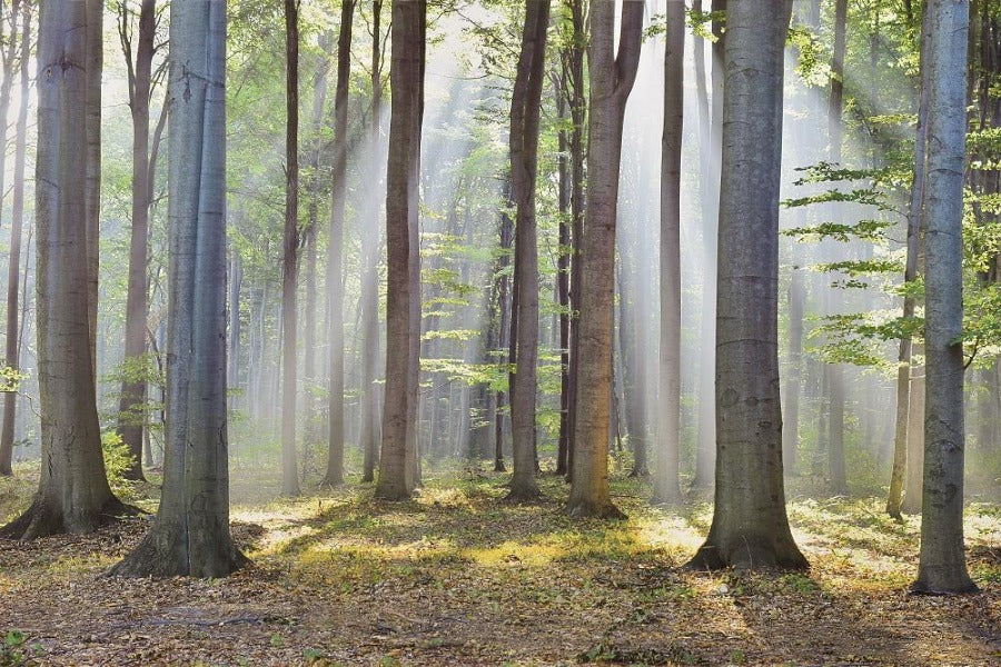 Canvas or Paper Print of Green Forest
