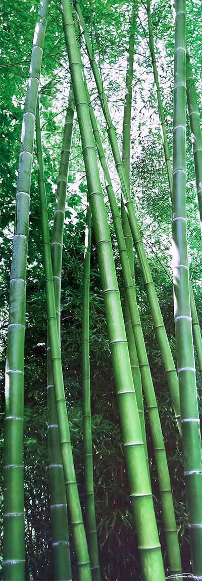 Canvas or Paper Print of Vertical Bamboo forest