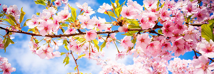 Canvas or Paper Print of Cherry Blossom No.3