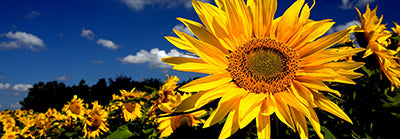 Canvas or Paper Print of Sunflowers No.3