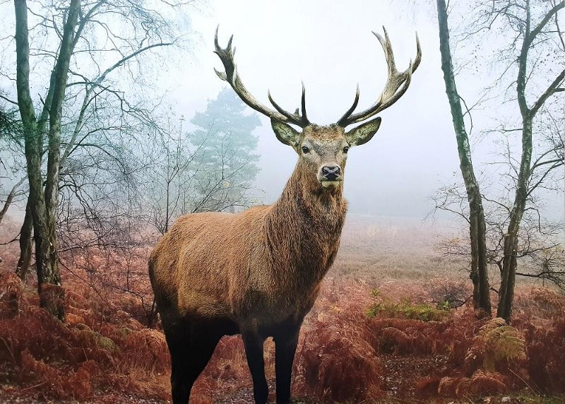 Canvas or Paper Print of Deer