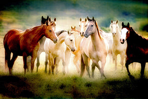 Canvas or Paper Print of Horses No.3