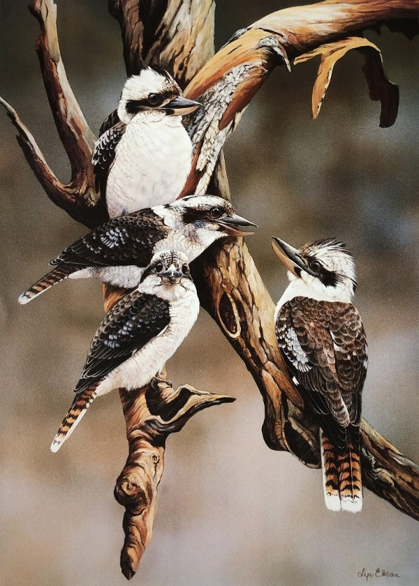 Canvas or Paper Print of Kookaburras No.4