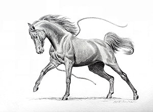 Canvas or Paper Print of Horse by Jo Fredricks