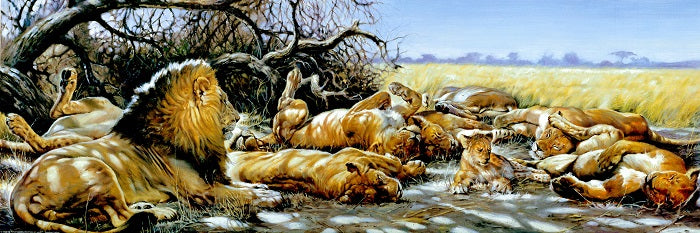 Canvas or Paper Print of Lion Pod Under Tree