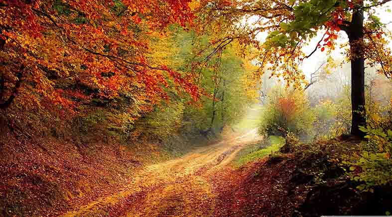 Canvas or Paper Print of Autumn Pathway No.2