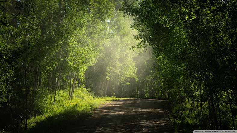 Canvas or Paper Print of Tree Path No.5