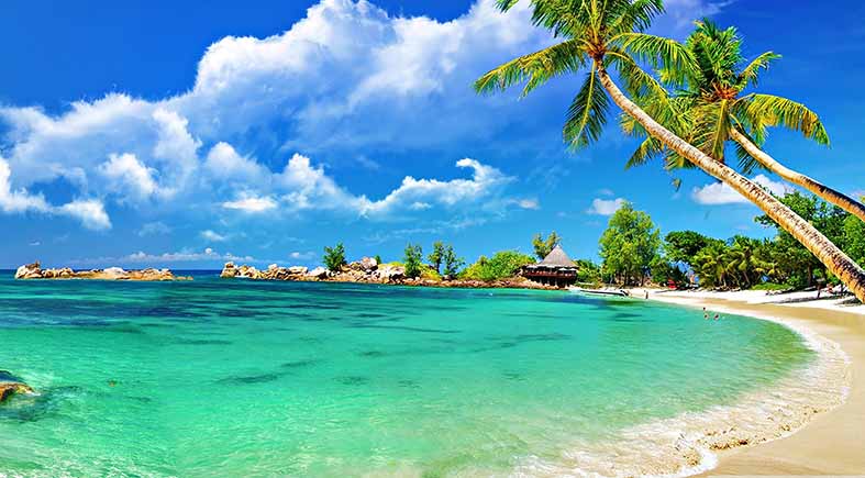 Canvas or Paper Print of palm tree on beach No.10