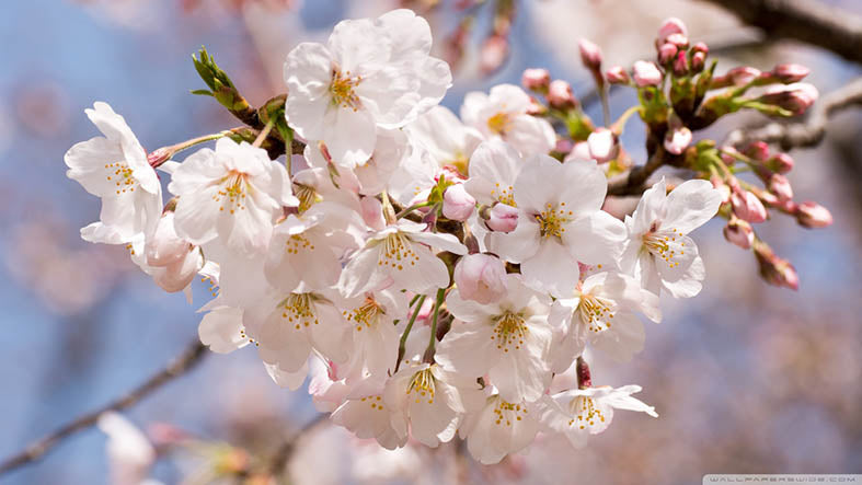 Canvas or Paper Print of Cherry Blossom No.2