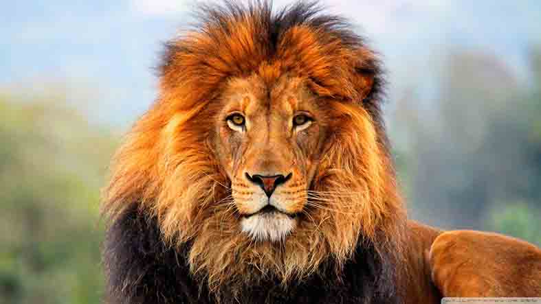 Canvas or Paper Print of lion No.7