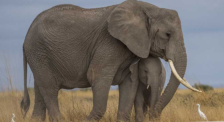 Canvas or Paper Print of elephants No.3