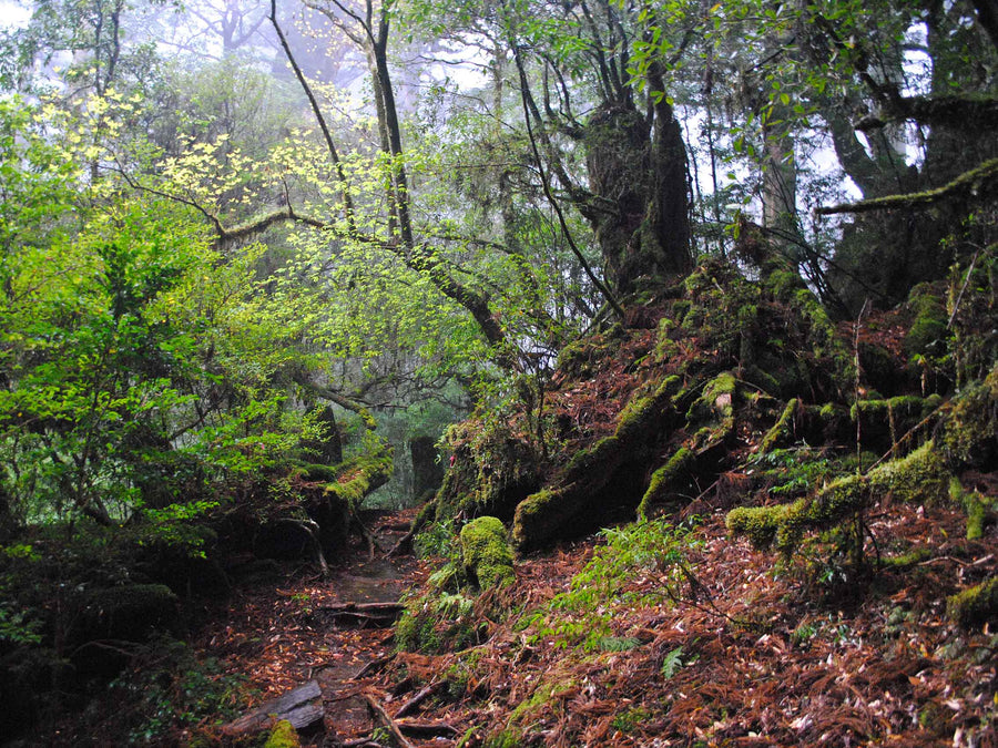 Canvas or Paper Print of Forest Path