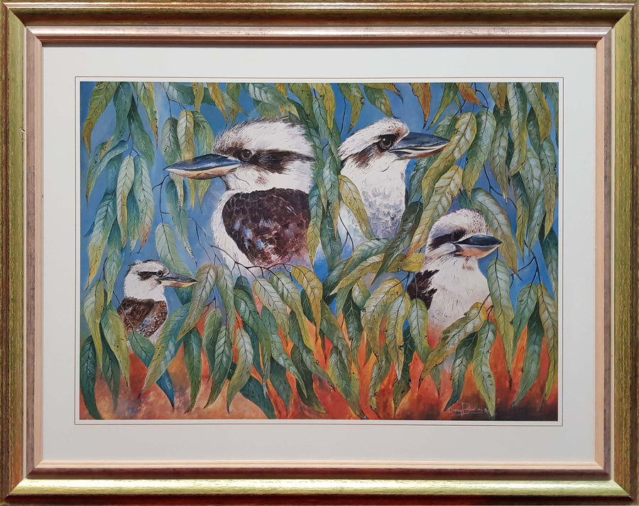 Framed Print of Kookaburras
