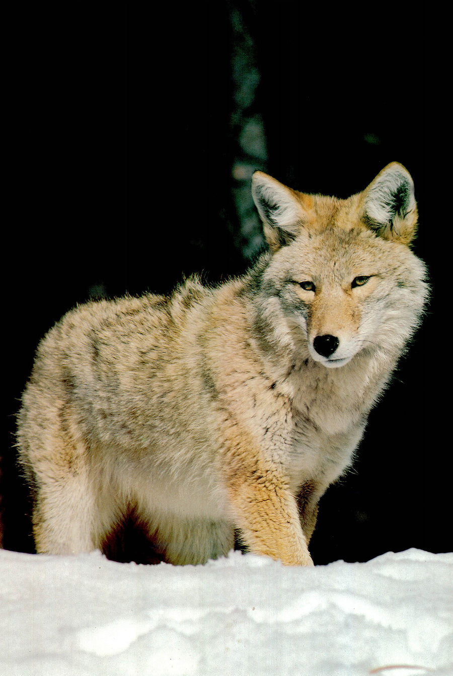 Canvas or Paper Print of Fox