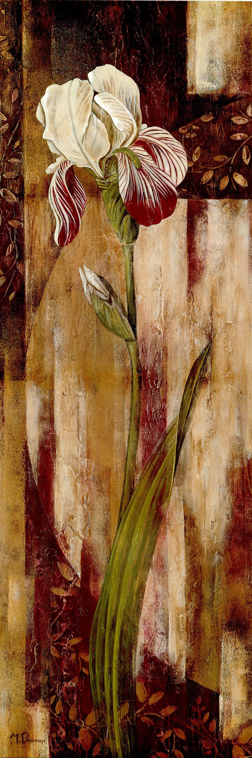 Canvas or Paper Print of Red White Iris