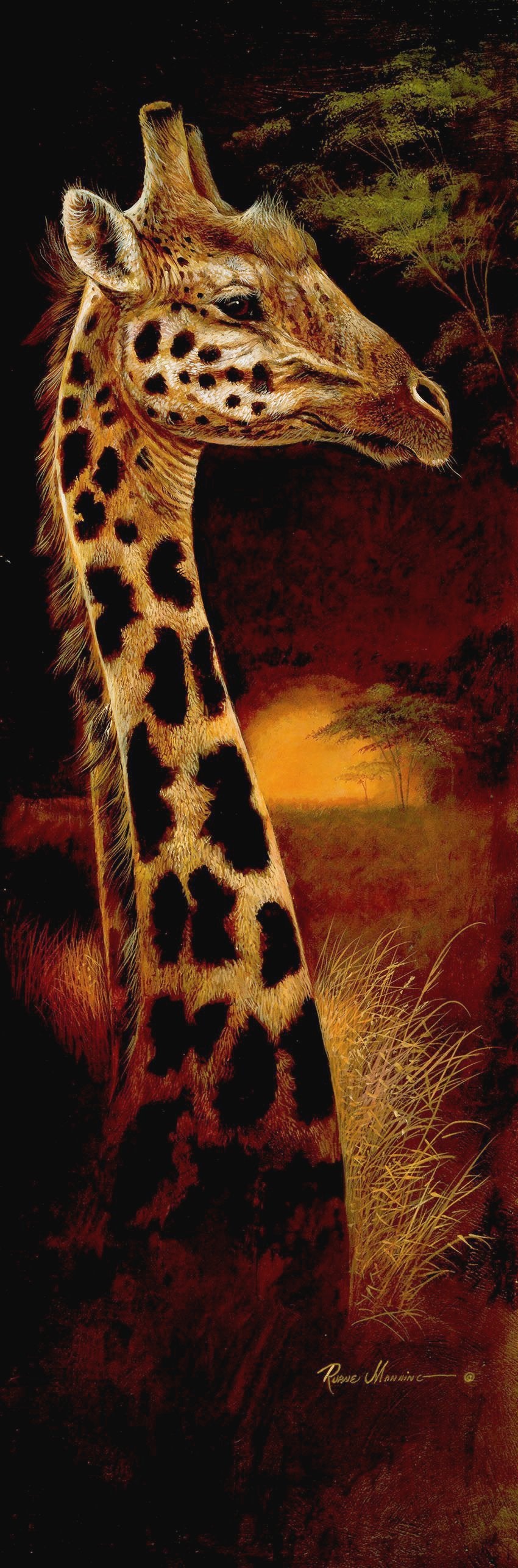 Canvas or Paper Print of Giraffe