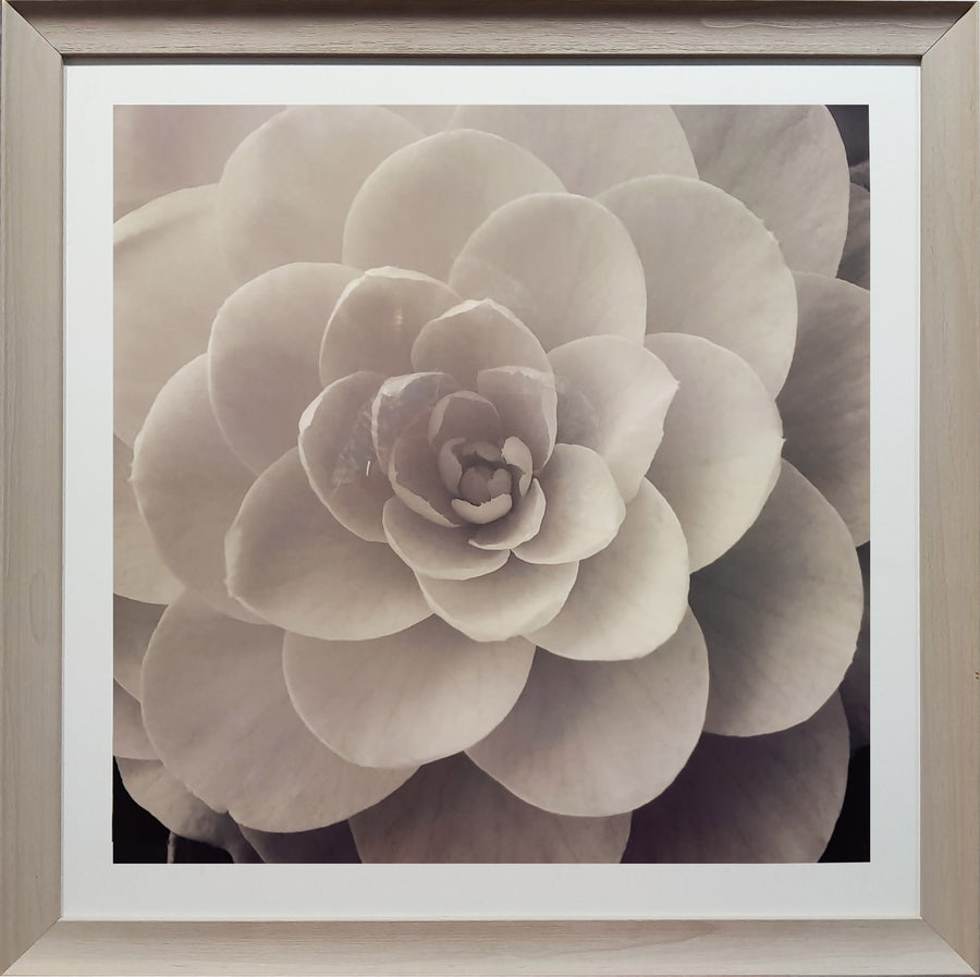 Framed Print of Black and White Rose No.2