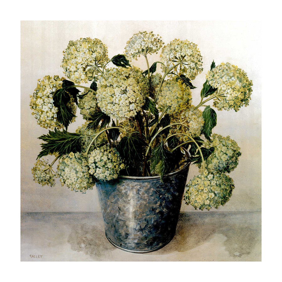 Canvas or Paper Print of White Hydrangeas