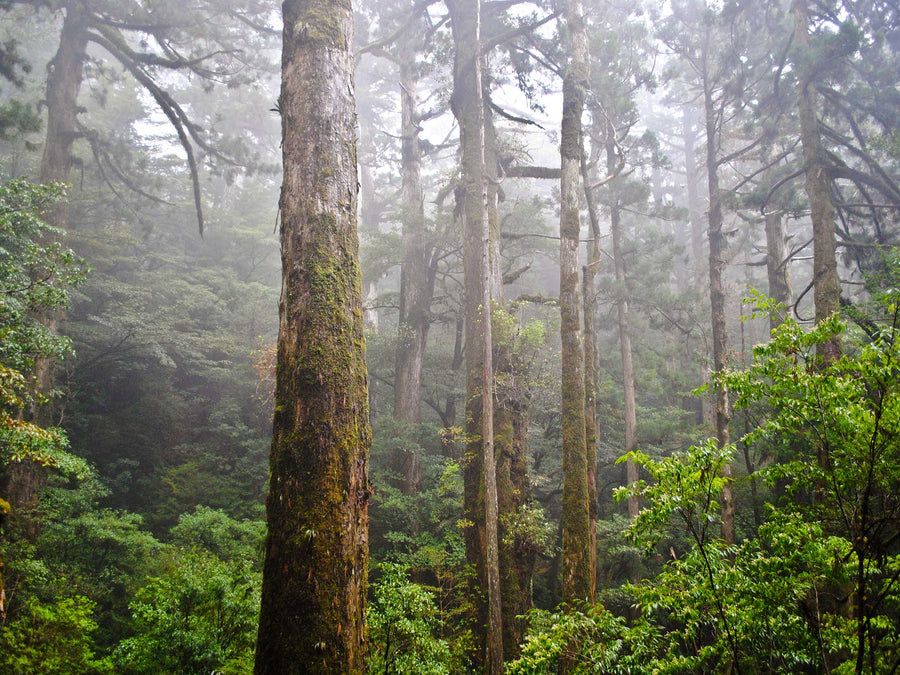 Canvas or Paper Print of Misty Forest