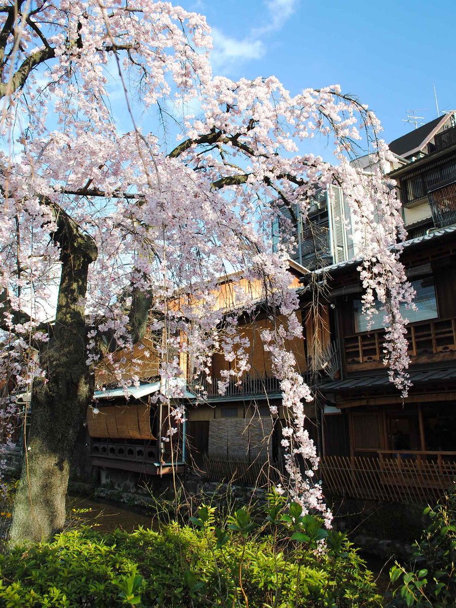 Canvas or Paper Print of Cherry Blossom No.1