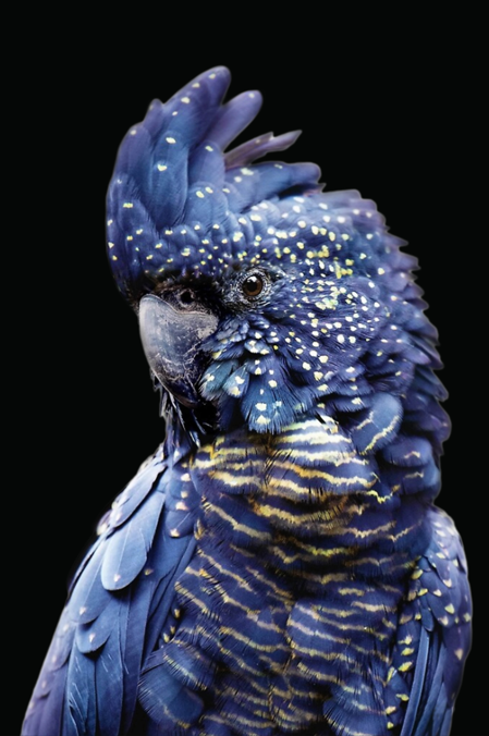 Canvas or Paper Print of Black Cockatoo No.1