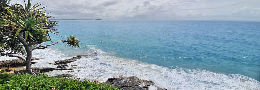 Noosa Heads Pandanus