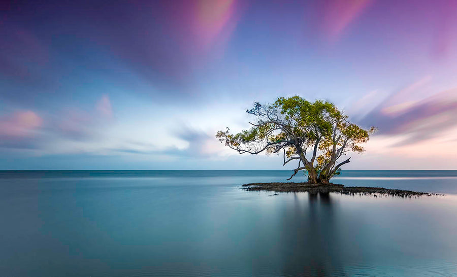 Canvas or Paper Print of Lon Mangrove Tree