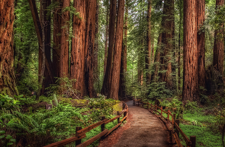 Canvas or Paper Print of Red Wood