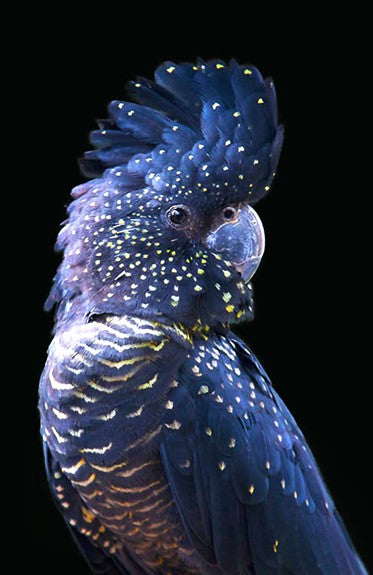 Canvas or Paper Print of Black Cockatoo No.2