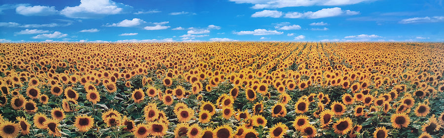 Canvas or Paper Print of Sunflowers